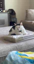 Lost Male Cat last seen Sambar deer lane garner in Clifford grove , Garner, NC 27529