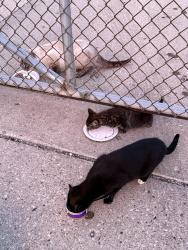 Found/Stray Unknown Cat last seen Recreation Park, Arlington Heights, IL 60005