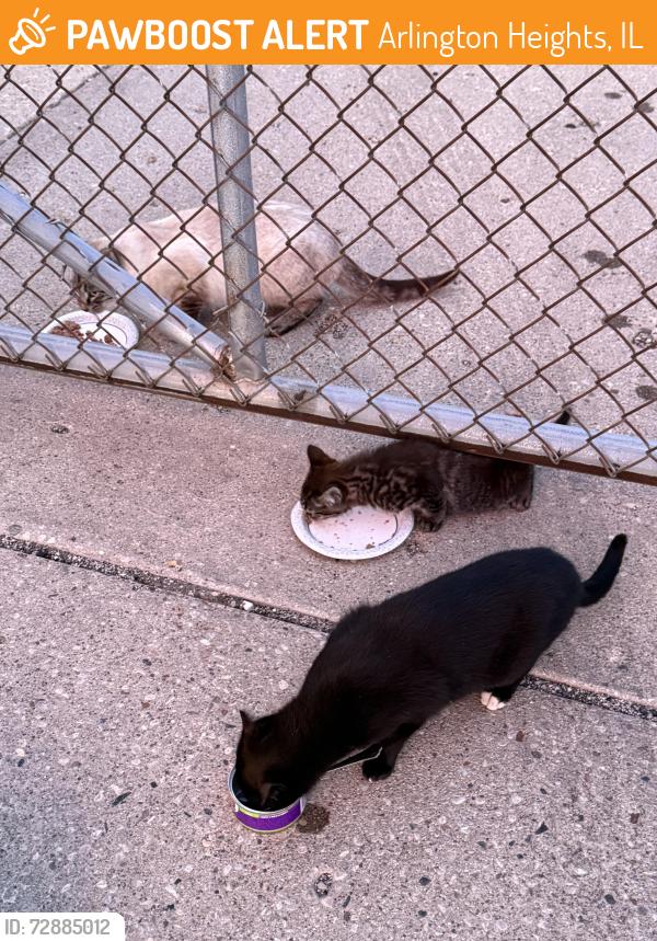 Found/Stray Unknown Cat last seen Recreation Park, Arlington Heights, IL 60005
