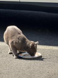 Found/Stray Unknown Cat last seen Linden Street, Norwalk, CT, Norwalk, CT 06851