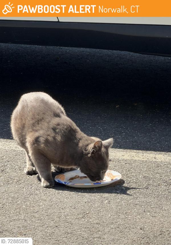 Found/Stray Unknown Cat last seen Linden Street, Norwalk, CT, Norwalk, CT 06851