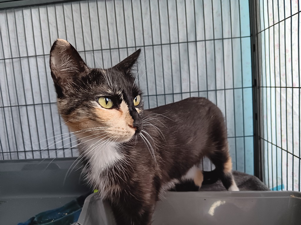 Shelter Stray Female Cat last seen Bexar County, New Braunfels, TX 78130