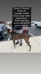 Reunited Male Dog last seen Coolidge Middle school , Phoenix, IL 60426