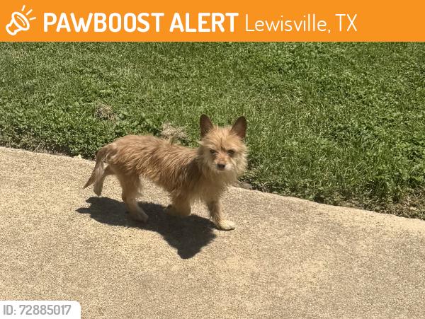 Found/Stray Male Dog last seen Near business and I35, Lewisville, TX 75067