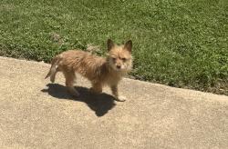 Found/Stray Male Dog last seen Near business and I35, Lewisville, TX 75067
