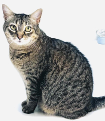 Lost Male Cat last seen Royden neighborhood off Carmel Rd, Charlotte, NC 28226