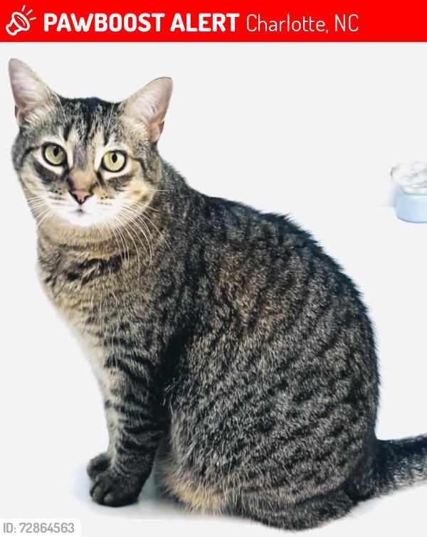 Lost Male Cat last seen Royden neighborhood off Carmel Rd, Charlotte, NC 28226
