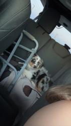 Reunited Male Cat last seen Near SW 136th Pl, Oklahoma City, OK 73170, USA, Oklahoma City, OK 73170