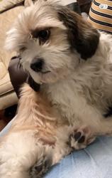 Lost Female Dog last seen Mavis Tires & Brakes On Lenox (3369 Lenox Rd NE, Atlanta, GA 30326), Atlanta, GA 30326
