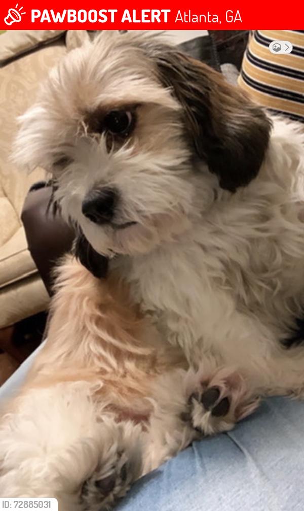 Lost Female Dog last seen Mavis Tires & Brakes On Lenox (3369 Lenox Rd NE, Atlanta, GA 30326), Atlanta, GA 30326