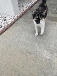 Found/Stray Unknown Cat last seen Found near Fairway and Walnut, EXTREMELY friendly cat, Rowland Heights, CA 91748