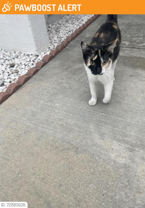 Found/Stray Unknown Cat last seen Found near Fairway and Walnut, EXTREMELY friendly cat, Rowland Heights, CA 91748
