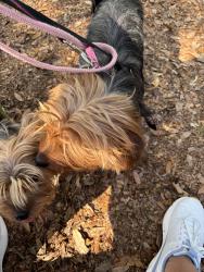 Found/Stray Unknown Dog last seen Spring Park , Jacksonville, FL 32207
