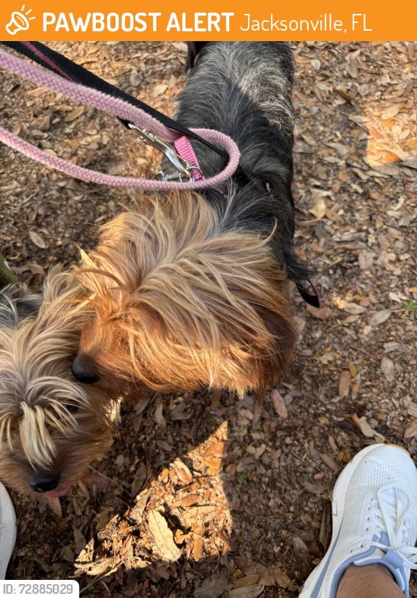 Found/Stray Unknown Dog last seen Spring Park , Jacksonville, FL 32207