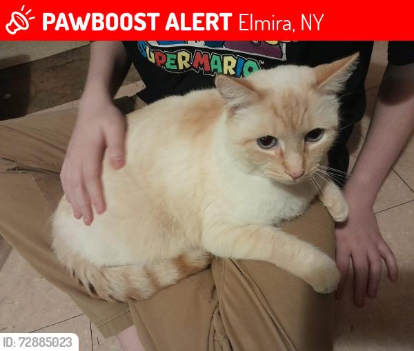 Lost Male Cat last seen Note Dame High school , Elmira, NY 14904