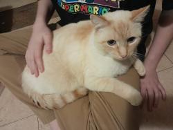 Lost Male Cat last seen Note Dame High school , Elmira, NY 14904