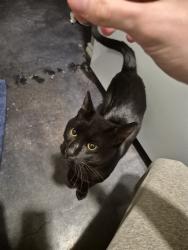 Found/Stray Male Cat last seen Avista of Edmond apmts, Edmond, OK 73034