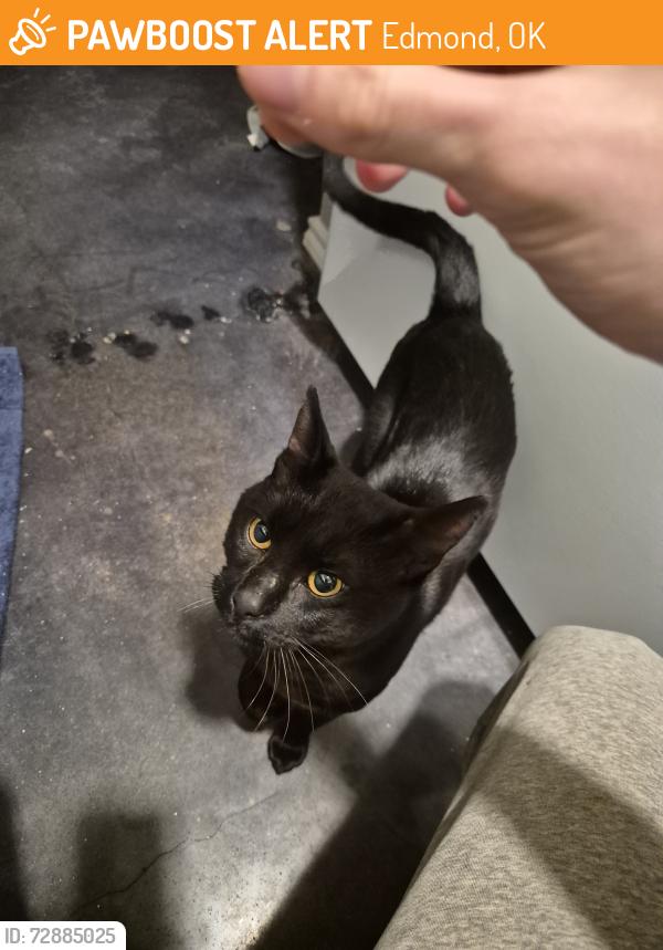 Found/Stray Male Cat last seen Avista of Edmond apmts, Edmond, OK 73034