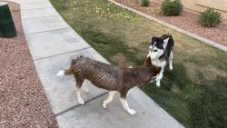 Found/Stray Unknown Dog last seen Apt 2023, Glendale, AZ 85308