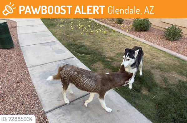 Found/Stray Unknown Dog last seen Apt 2023, Glendale, AZ 85308