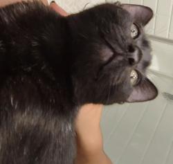Lost Male Cat last seen W 164th S and Budlong Ave, Gardena, CA 90247