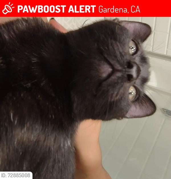 Lost Male Cat last seen W 164th S and Budlong Ave, Gardena, CA 90247