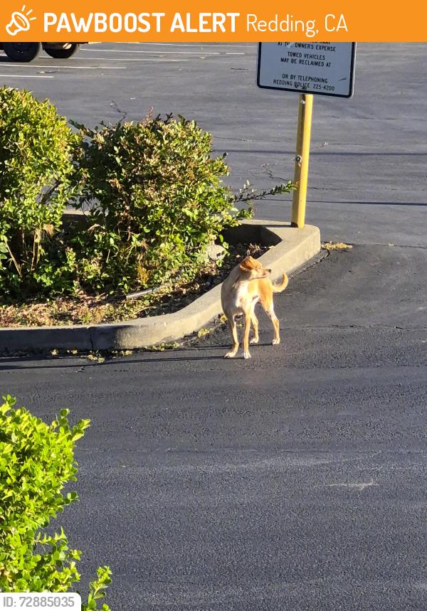 Found/Stray Unknown Dog last seen Mission square, Redding, CA 96002