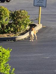 Found/Stray Unknown Dog last seen Mission square, Redding, CA 96002