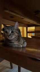 Found/Stray Female Cat last seen Near W Waveland Ave, Chicago, IL 60618