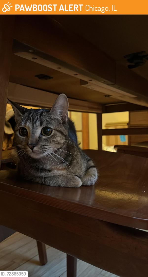 Found/Stray Female Cat last seen Near W Waveland Ave, Chicago, IL 60618