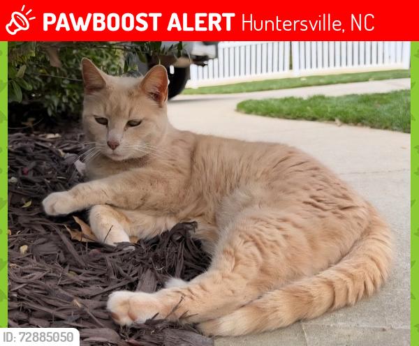Lost Female Cat last seen Drake Hill Drive & Vanguard Pkwy, Huntersville, NC 28078