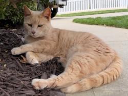 Lost Female Cat last seen Drake Hill Drive & Vanguard Pkwy, Huntersville, NC 28078