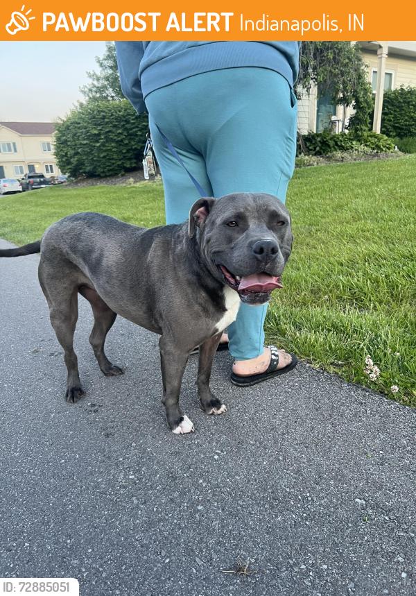 Found/Stray Male Dog last seen Mann road, Indianapolis, IN 46221