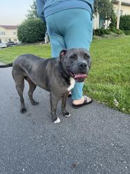 Found/Stray Male Dog last seen Mann road, Indianapolis, IN 46221