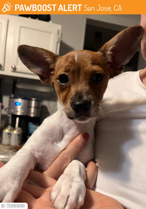 Found/Stray Female Dog last seen Wayword Drive and Terilyn Ave in San Jose, near the San Juan Bautista Child Development Center, San Jose, CA 95122