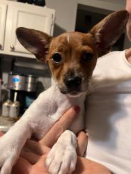 Found/Stray Female Dog last seen Wayword Drive and Terilyn Ave in San Jose, near the San Juan Bautista Child Development Center, San Jose, CA 95122