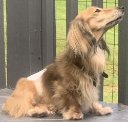 Lost Male Dog last seen Near Old Oak Hill Candler NC 28715, Candler, NC 28715