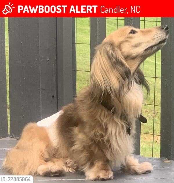 Lost Male Dog last seen Near Old Oak Hill Candler NC 28715, Candler, NC 28715