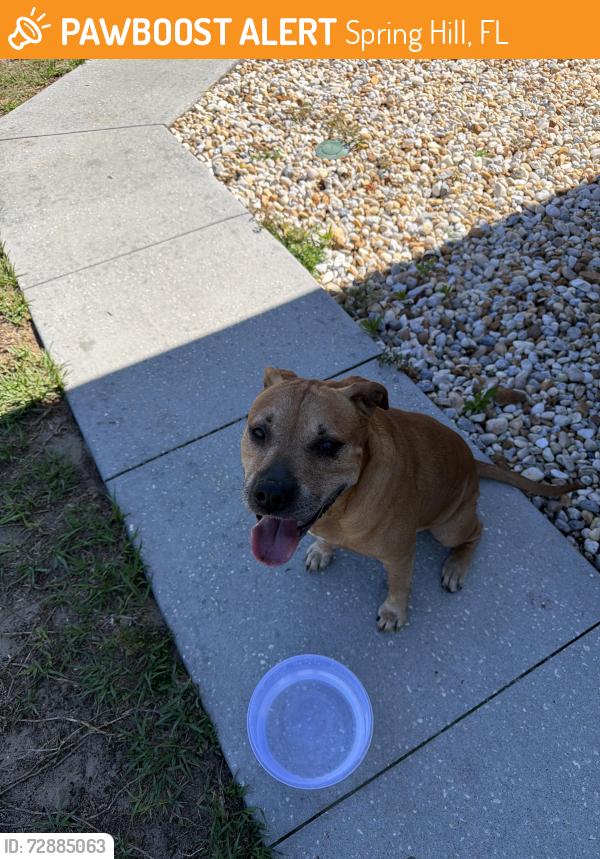 Found/Stray Male Dog last seen Henderson, Spring Hill, FL 34608