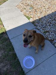 Found/Stray Male Dog last seen Henderson, Spring Hill, FL 34608