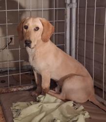 Found/Stray Male Dog last seen West and Division , Springfield, MO 65802