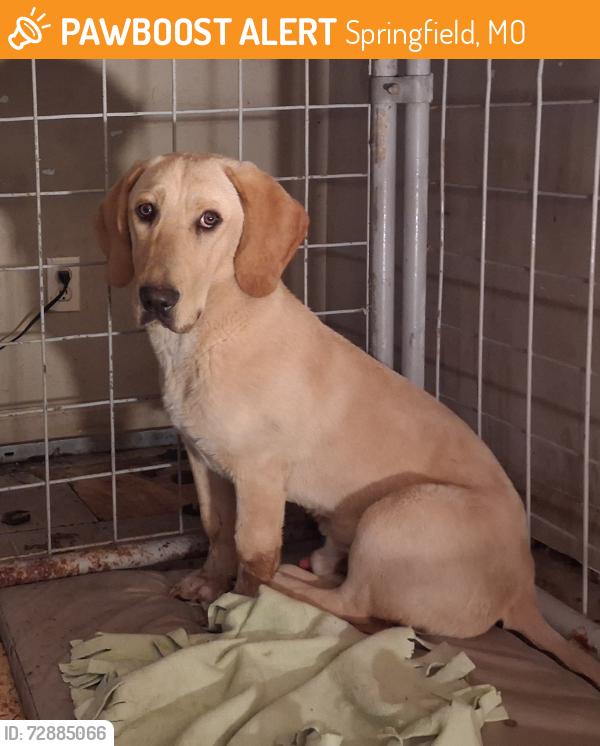 Found/Stray Male Dog last seen West and Division , Springfield, MO 65802