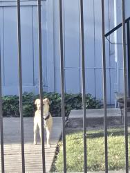 Found/Stray Male Dog last seen In beck, property apmts., Stockton, CA 95209