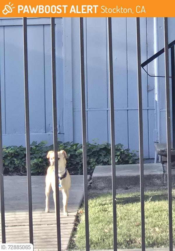 Found/Stray Male Dog last seen In beck, property apmts., Stockton, CA 95209