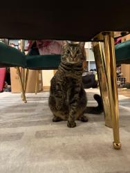 Lost Male Cat last seen Sunnyside Drive , Cadillac, MI 49601