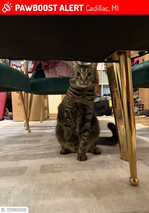 Lost Male Cat last seen Sunnyside Drive , Cadillac, MI 49601
