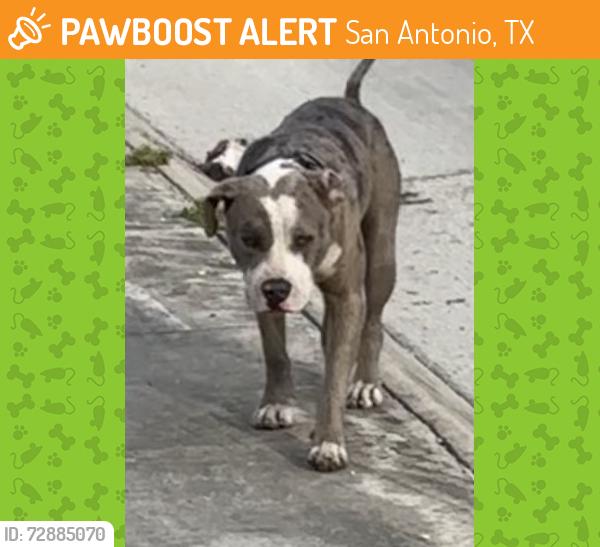 Found/Stray Unknown Dog last seen Near , San Antonio, TX 78220