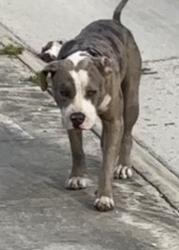 Found/Stray Unknown Dog last seen Near , San Antonio, TX 78220