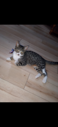 Lost Female Cat last seen Willns st 407, London, ON N6C 5B5