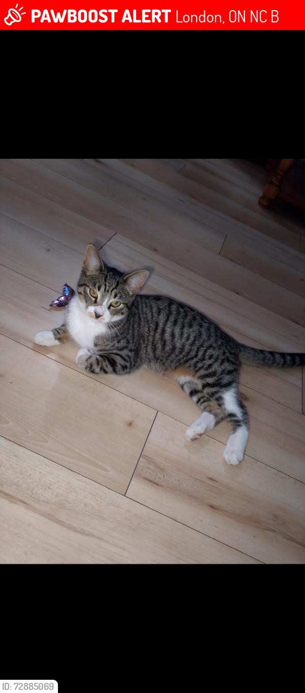 Lost Female Cat last seen Willns st 407, London, ON N6C 5B5
